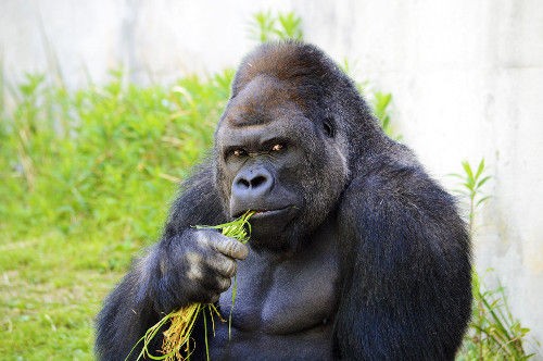 イケメンすぎるゴリラ 東山動植物園の シャバーニ ルックスだけじゃなく性格もイケてる 2頭の赤ちゃんにも熱視線 05 18 いぬねこ動物集会所