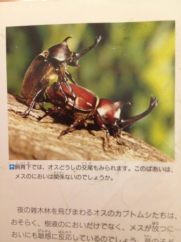 飼ってるカブトムシが交尾しとるんやけどｗｗｗｗｗｗｗｗｗｗｗｗｗｗｗｗｗ いぬねこ動物集会所
