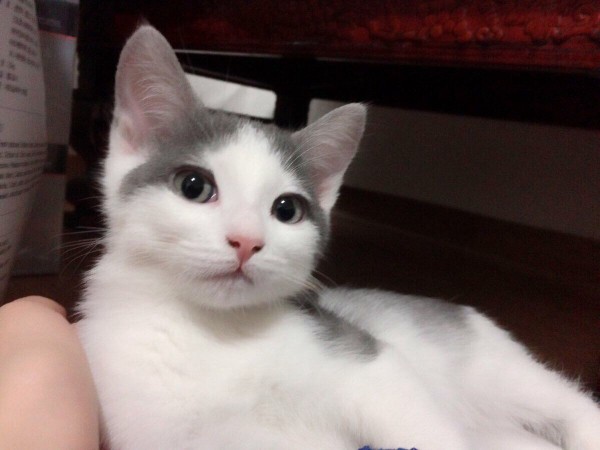 ダウン症のネコｗｗｗ いぬねこ動物集会所