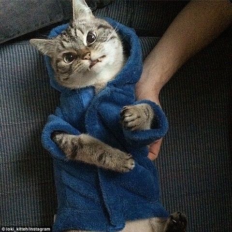 ダウン症のネコｗｗｗ いぬねこ動物集会所