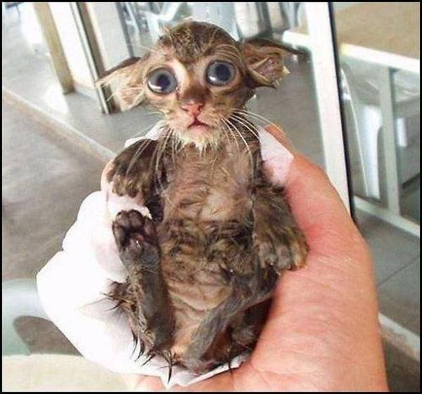 画像あり 猫が水に浸かった姿が悪魔な件 いぬねこ動物集会所