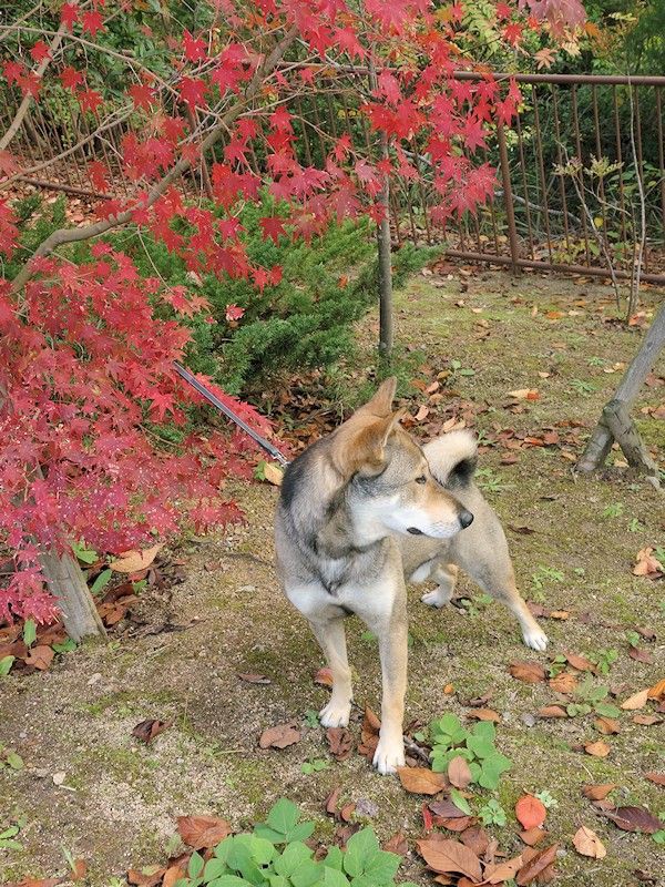 アルミ犬舎を買いました 縄文柴犬 驟 しゅう の記録