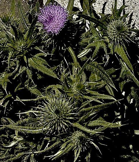 路傍のアザミ 閑話九大 無知の愉しみ 知の悲しみ