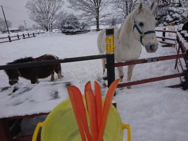 馬ニンジンで一年を締めます 北の国カラー 北海道えべつ 単身赴任暮らし日記