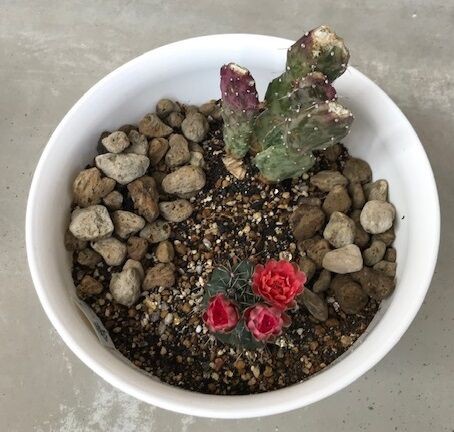 雑記 サボテン ヒカダマ の花が咲いた どろろんの花騎士ブロマガ