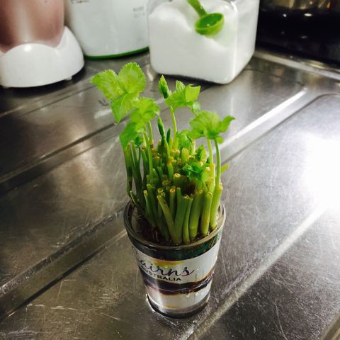 三つ葉の水耕栽培 ぺーさんといっしょ