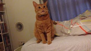 茶トラ猫 ひろし 自宅帰宅 兄猫や外が恋しくて鳴いてるの 動物大好き動画