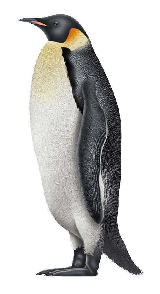 コウテイペンギンの成長過程 世界の動物達を透視リアルイラストで表現18