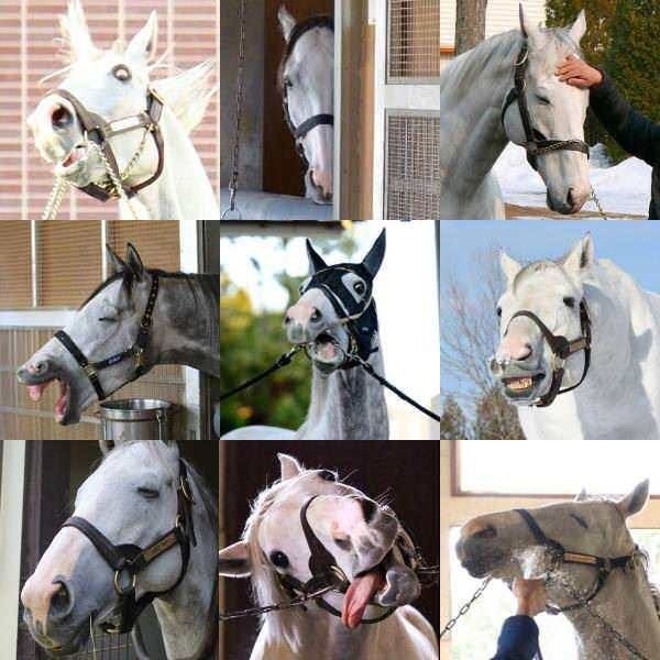 ウマ娘 ゴルシ主役の三期があったらどんな感じになるかな 同人速報