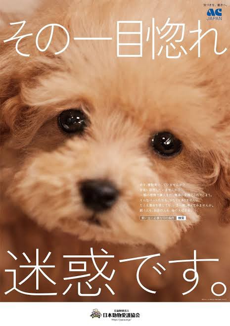 ホロライブ 兎田ぺこらさん ペットショップで一目惚れした猫を飼う 同人速報