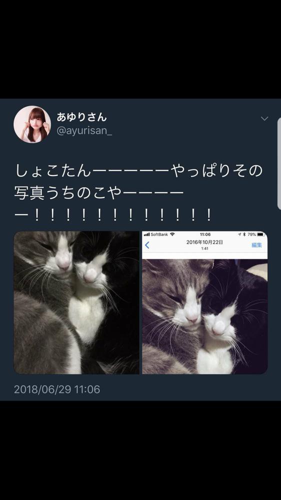 人気女優川口春奈さん ペットショップで犬を購入してしまい大炎上 する理由がいまいちわからないんだけど 同人速報