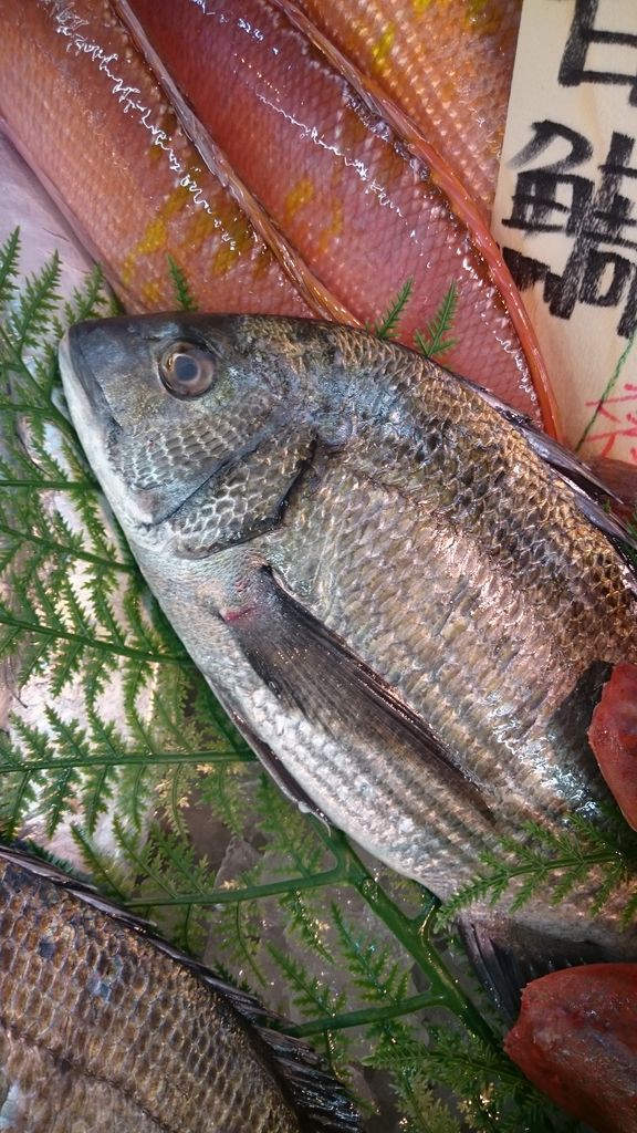 黒鯛とは珍しい いせさき ねこげた日記