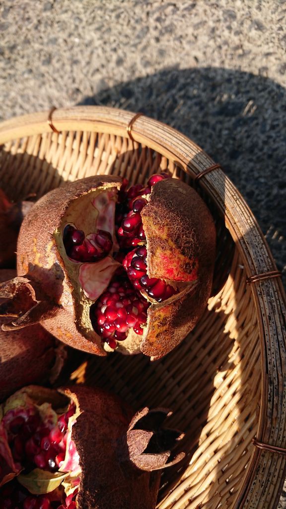 庭の完熟ザクロ収穫 いせさき ねこげた日記