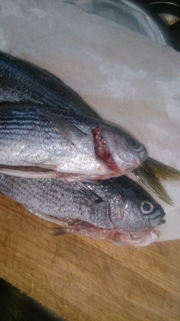 タカベの塩焼き いせさき ねこげた日記