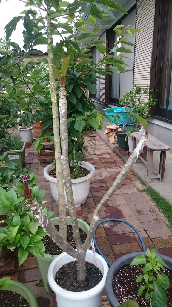 プルメリアのある庭 いせさき ねこげた日記