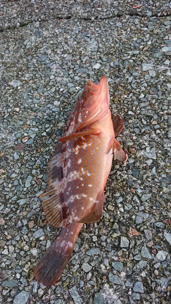 こんな大きなキジハタって いせさき ねこげた日記