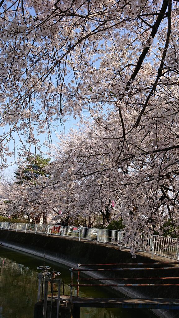 華蔵寺公園の桜 いせさき ねこげた日記