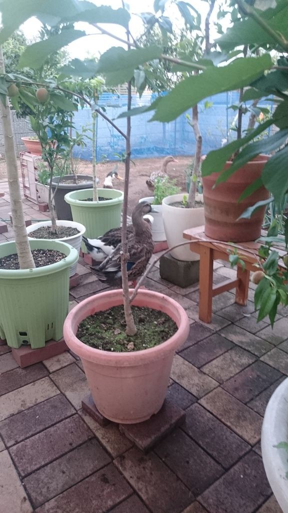 プルメリアのある庭 いせさき ねこげた日記