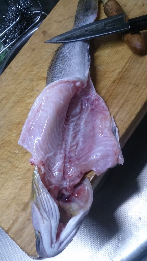 大きなアイナメ いせさき ねこげた日記