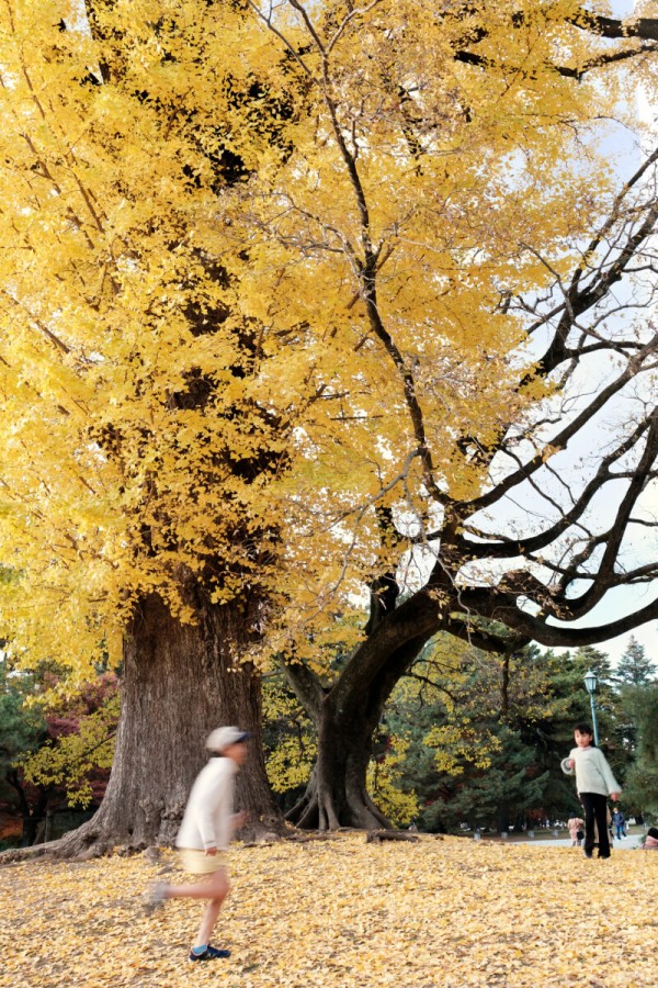 紅葉の写真撮影 / Autumn Leaves : dphoto.jp 作品撮りを楽しもう 紅葉の写真撮影 / Autumn Leaves : dphoto.jp 作品撮りを楽しもう