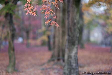 風景写真のraw現像 画像処理 Photoshop Of Landscape Photography Dphoto Jp