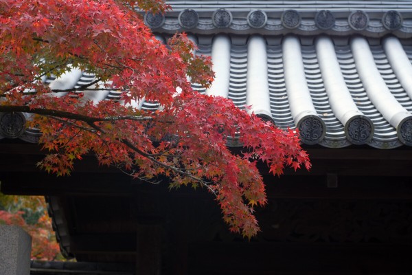 オールドレンズ、ビンテージレンズ : dphoto.jp 作品撮りを楽しもう