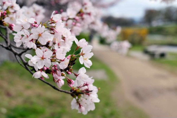 春の桜撮影やスナップ撮影❤️スマホに写真転送OK❤️ニコンS3300 Coolpix