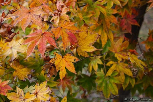 紅葉の写真撮影 / Autumn Leaves : dphoto.jp 作品撮りを楽しもう