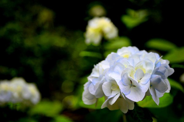 ネイチャー写真、マクロ写真 / Nature Photography, Macro Lens : dphoto.jp : 写真を楽しむサイト