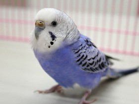 福井 羽を一部切って飛べないようにしていたペットのインコが海に落ちる 助けようとして流され死亡 痛いニュース ﾉ