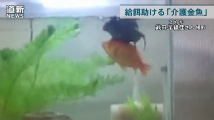 動画 泳げなくなった金魚が餌を食べられるように介護する金魚が話題に 痛いニュース ﾉ