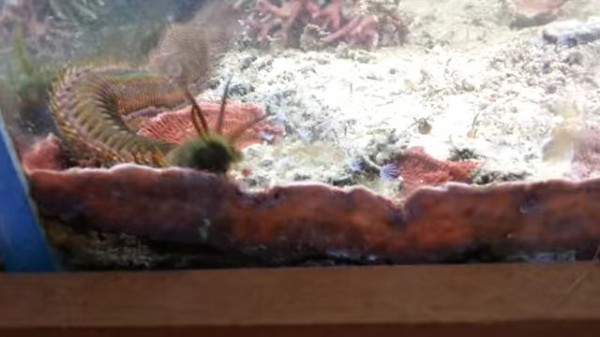 動画 自宅のアクアリウムに巨大ワームが生息していた 水槽の持ち主 1年間気付かず 痛いニュース ﾉ