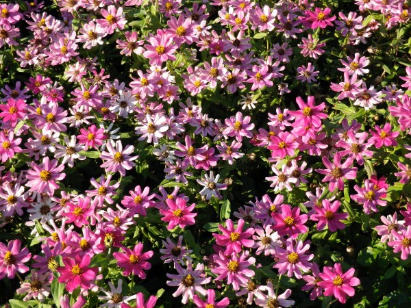 生垣に咲くピンクの花 Freebackphoto