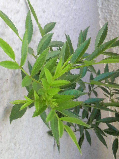 ハダニ被害で 裏庭のドア