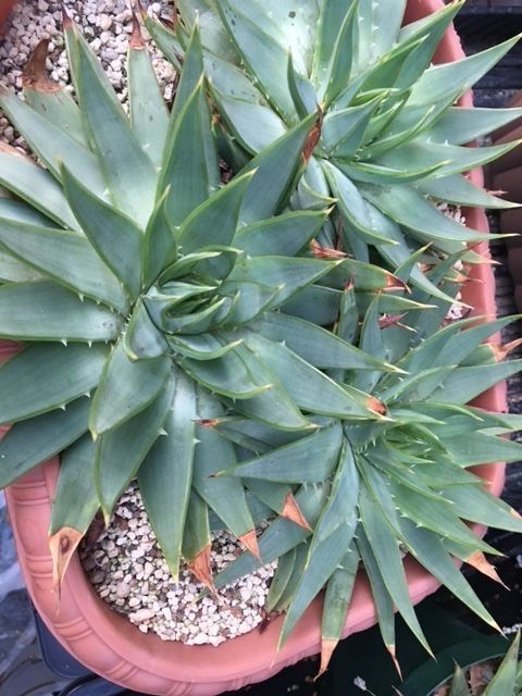 Aloe Polyphylla アロエ ポリフィラ 種子 100粒 Samsatbatamcentre Kepriprov Go Id