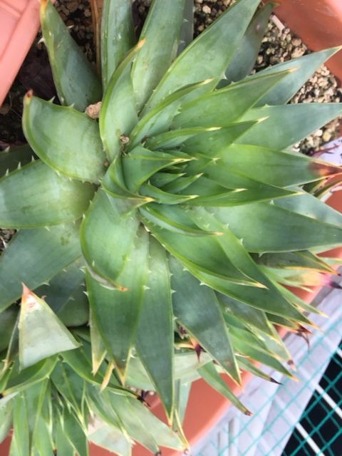 播種から2年後 アロエ ポリフィラ Aloe Polyphyiia の栽培日本一を目指して 播種 植替え 販売 播種から2年後 アロエ ポリフィラ Aloe Polyphyiia の栽培日本一を目指して 播種 植替え 販売
