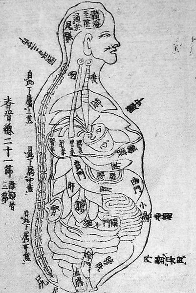 未来の解体新書 きつねの解体新書