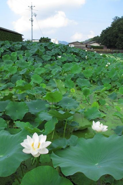 高貴な花 小豆島に集まれ たくさんの笑顔たち