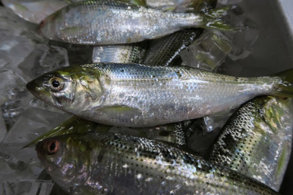 コノシロ 小豆島に集まれ たくさんの笑顔たち