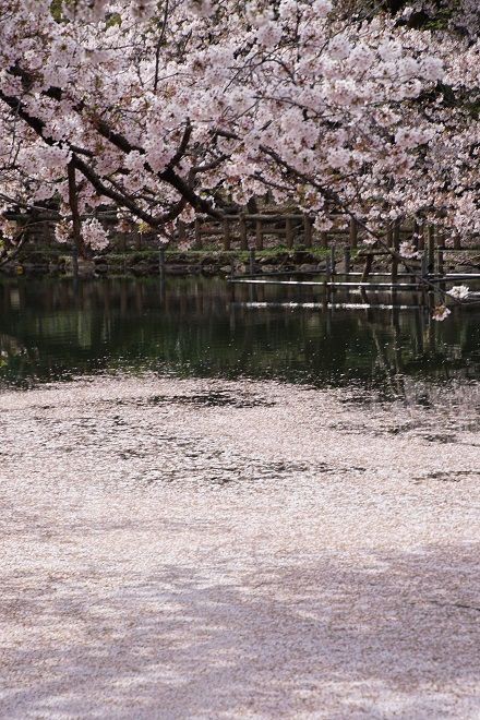 井の頭公園の桜 花筏 17年4月10日 2 2 おさみ写真館