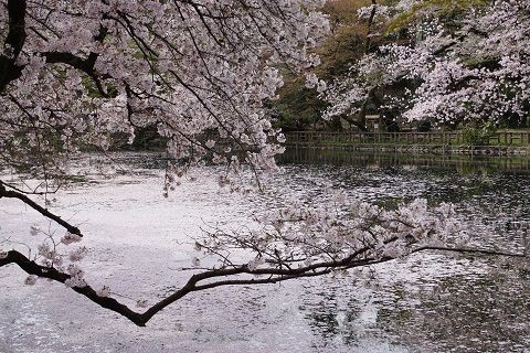 井の頭公園の桜 花筏 17年4月10日 2 1 おさみ写真館