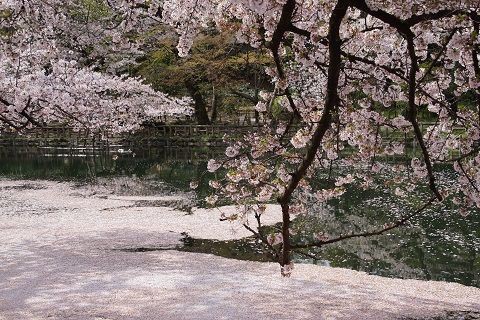 井の頭公園の桜 花筏 17年4月10日 2 2 おさみ写真館