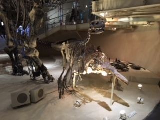 ヘレラサウルス 三畳紀後期 とプレストスクス 三畳紀中期 国立科学博物館 古生物に学ぶ