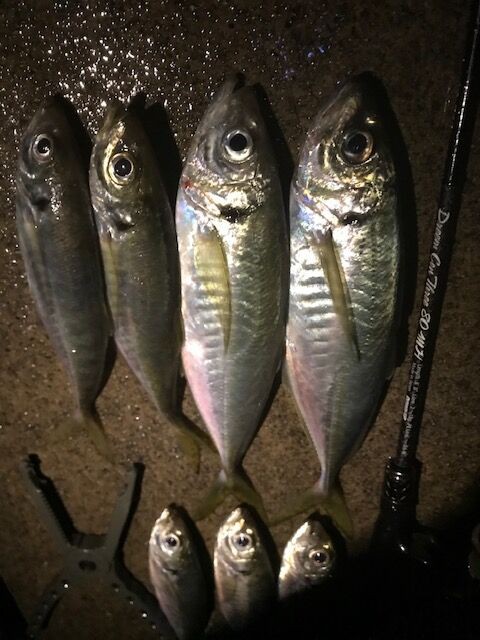 三重県鳥羽アジング Dreemup 三重県鳥羽アジング Dreemup