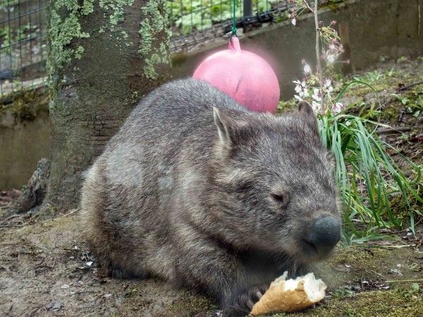 追悼：ウォンバットのモモコ in 茶臼山動物園 （長野県長野市） : 食で