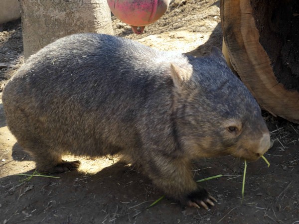 茶臼山動物園のウォンバット Vol 2 長野県長野市 食で奏でる旅の記憶