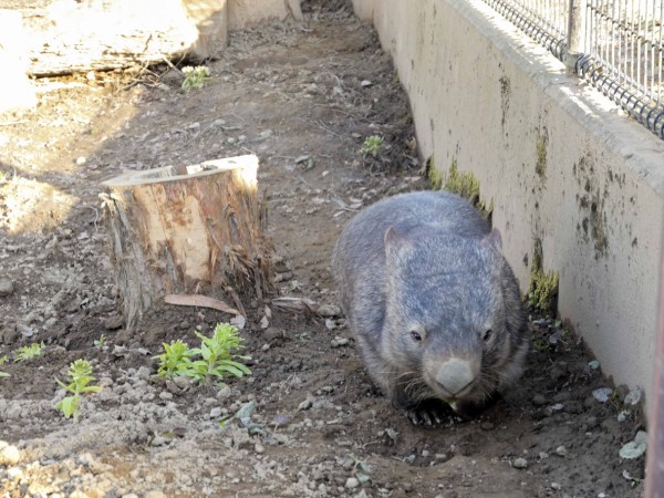 茶臼山動物園のウォンバット Vol 2 長野県長野市 食で奏でる旅の記憶