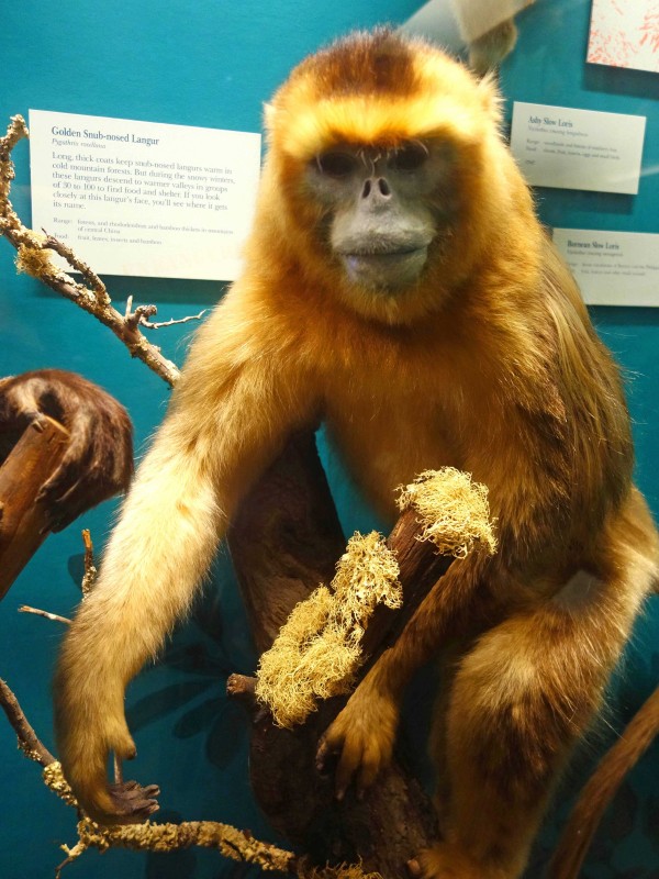 フィールド博物館 最終編 シカゴ 食で奏でる旅の記憶