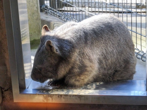 茶臼山動物園のウォンバット Vol 2 長野県長野市 食で奏でる旅の記憶