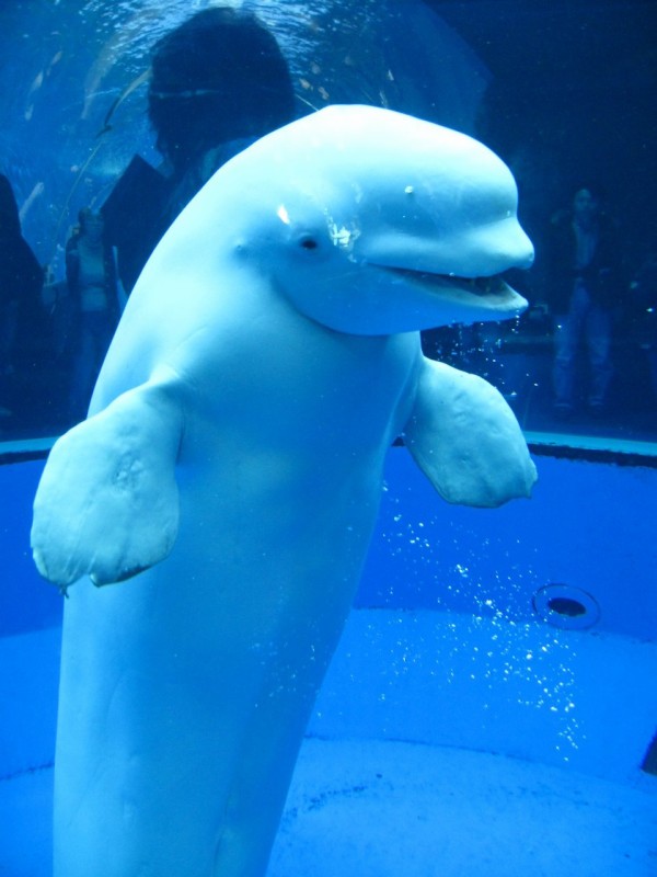 八景島シーパラダイス 後編 横浜市金沢区 食で奏でる旅の記憶